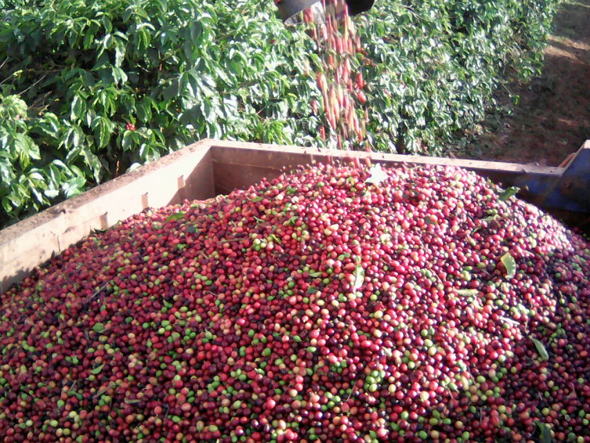 A Large Pile Of Coffee Cherry's Being Harvested