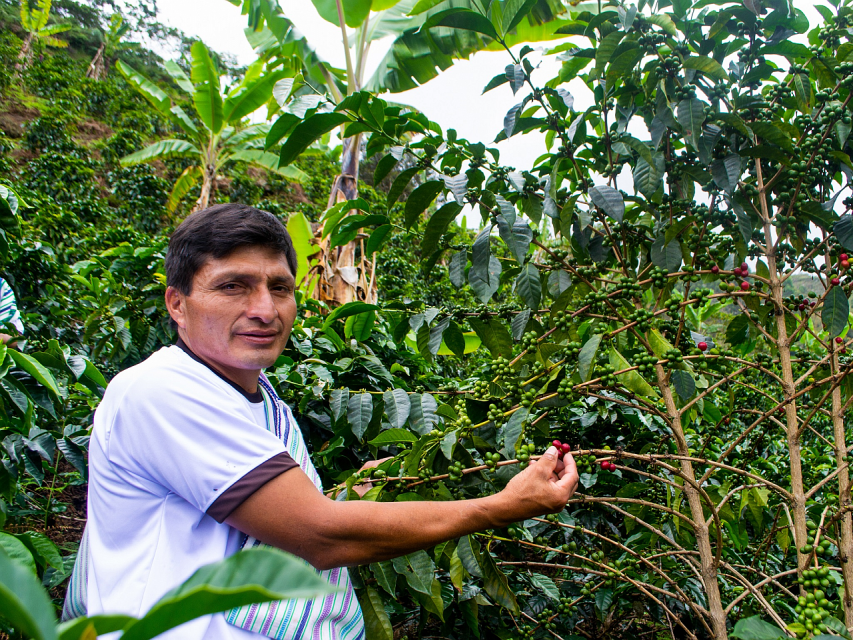 Coffee Farmer Picking Coffee Cherry From Plant